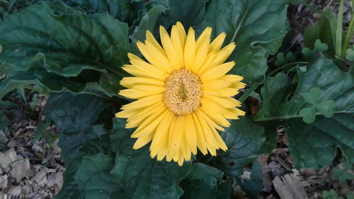 Close-up of yellow flower