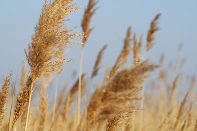 Close-up of wheat field against clear sky