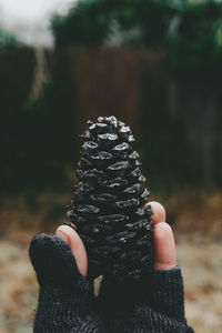 Close-up of hand holding leaf