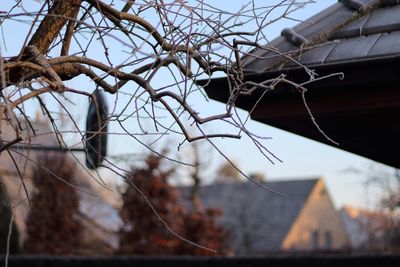 Low angle view of bare tree against sky