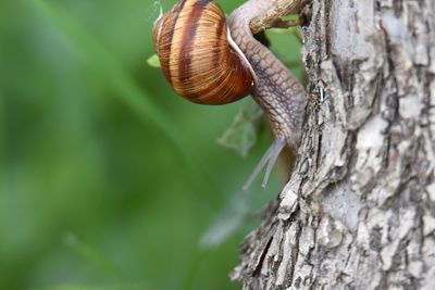 Close-up of snail on tree trunk