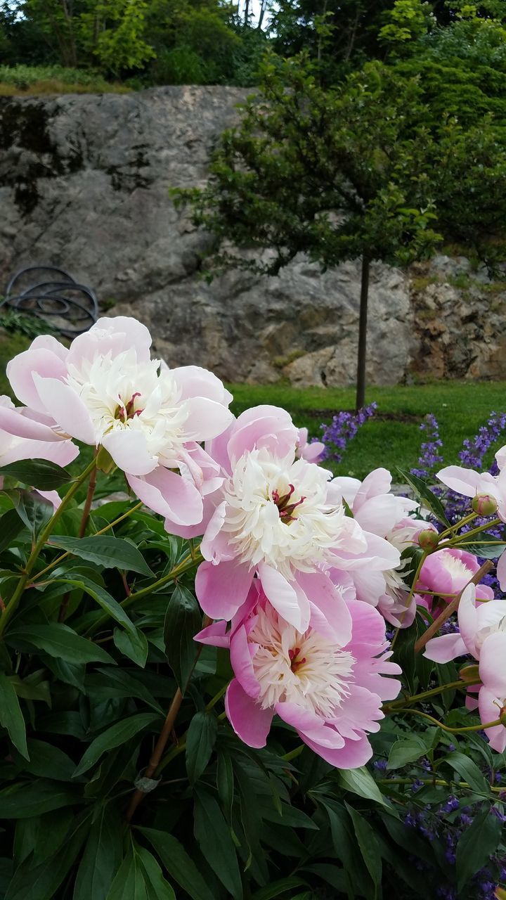 CLOSE-UP OF PINK FLOWERING PLANT AGAINST TREES