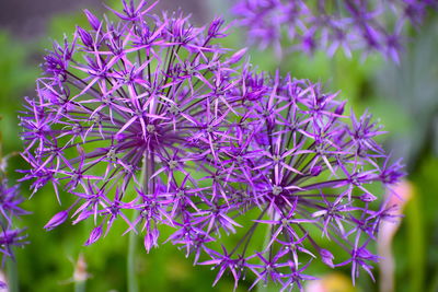 Close-up of purple flowering plant