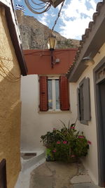 Potted plant against building