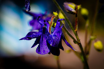 Close-up of purple flower