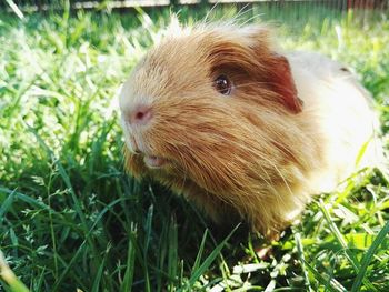 Close-up of rabbit on grassy field