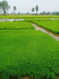 Scenic view of agricultural field