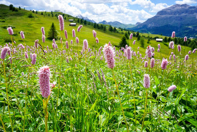 Purple flowering plants on field