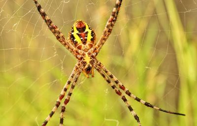 Close-up of spider on web