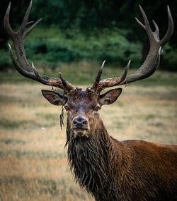 Close-up portrait of deer