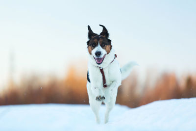 Portrait of dog in snow