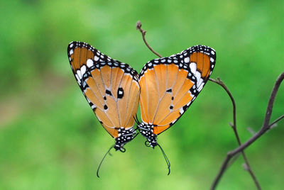 Close-up of butterfly pollinating flower