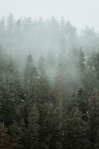 High angle view of pine trees during foggy weather