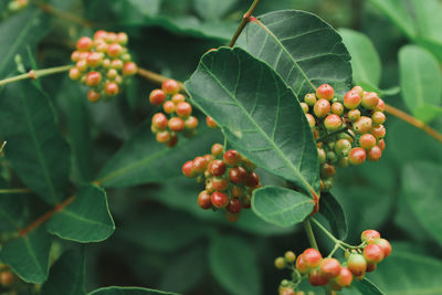 Close-up of berries growing on tree