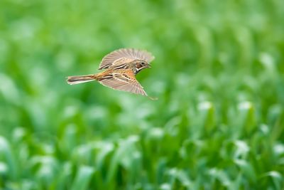 Close-up of a bird flying over a field