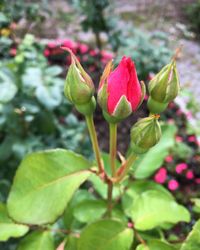 Close-up of flower growing on plant