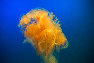 Close-up of jellyfish against blue background