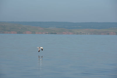 Seagull on a lake