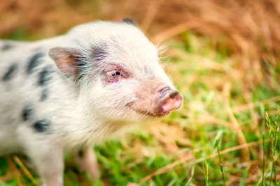 Close-up of an animal on field