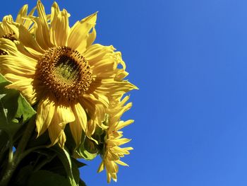 Close-up of sunflower against clear blue sky