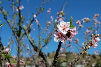 Low angle view of flowers blooming on tree