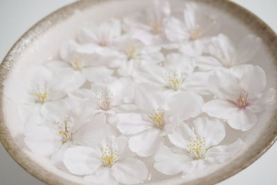 Close-up of white flowers in bowl