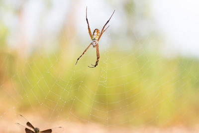 Close-up of spider on web