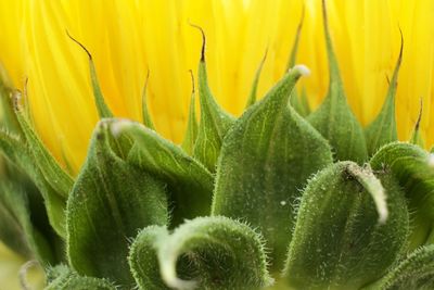 Close-up of yellow cactus