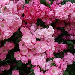 Full frame shot of pink flowers