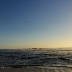 Silhouette birds flying over sea against clear sky