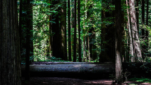 Trees in forest