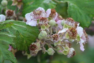 Close-up of flowering plant