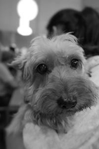 Close-up portrait of dog