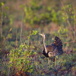 Side view of a bird on land