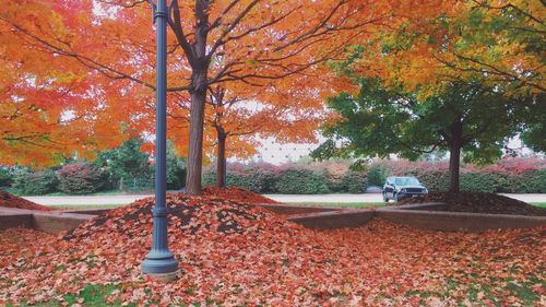 Trees in park during autumn