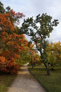 Trees by road against sky during autumn