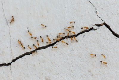 High angle view of plants on wall