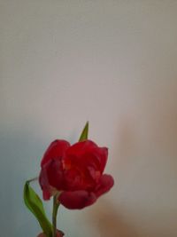 Close-up of red rose against wall