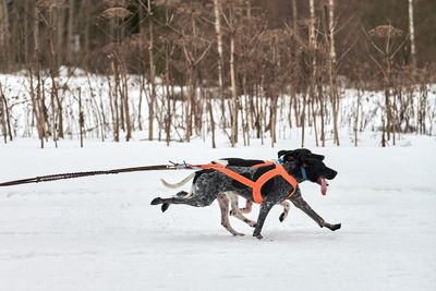 Running pointer dog on sled dog racing. winter dog sport sled team competition. english pointer dogs