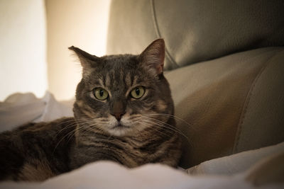 Portrait of a cat on bed