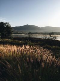 Scenic view of landscape against clear sky