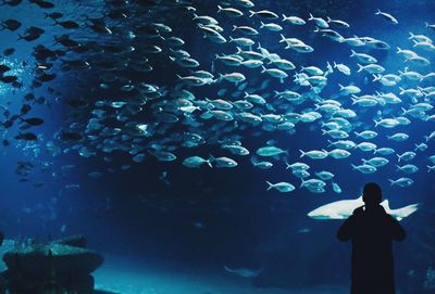 Rear view ofan silhouette and fish swimming in aquarium