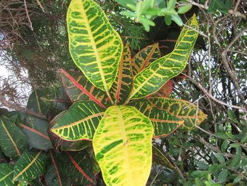 Close-up of green leaves on plant