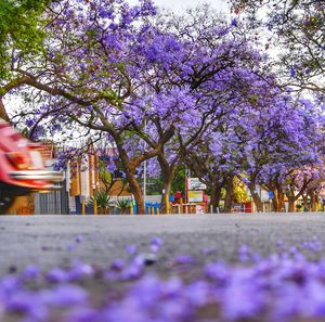 Purple flowers on tree