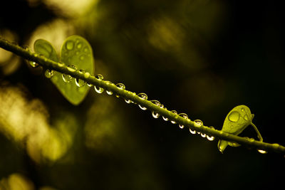 Close-up of water drops on plant