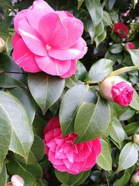 Close-up of pink rose