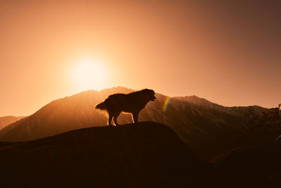 Side view of doggie standing on mountain against sky during sunset