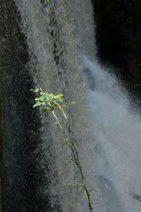 Close-up of green plant