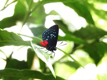 Close-up of butterfly on leaf