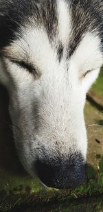 Close-up of dog sleeping